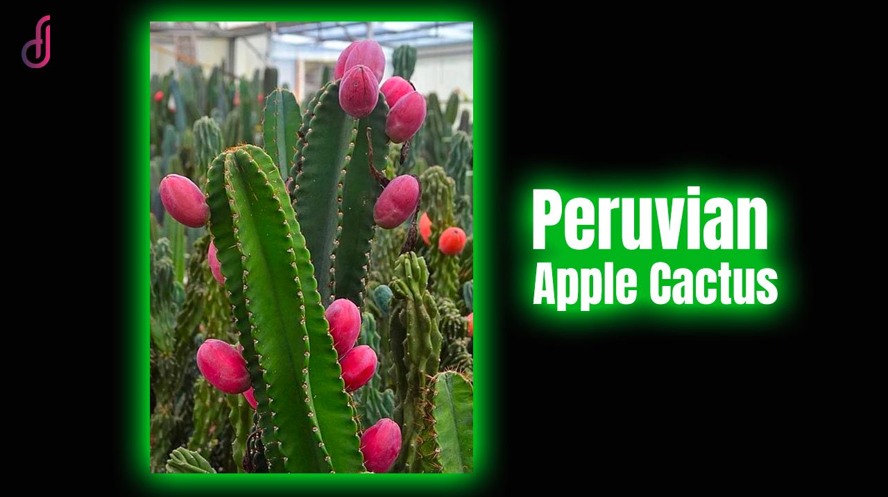 Peruvian Apple Cactus