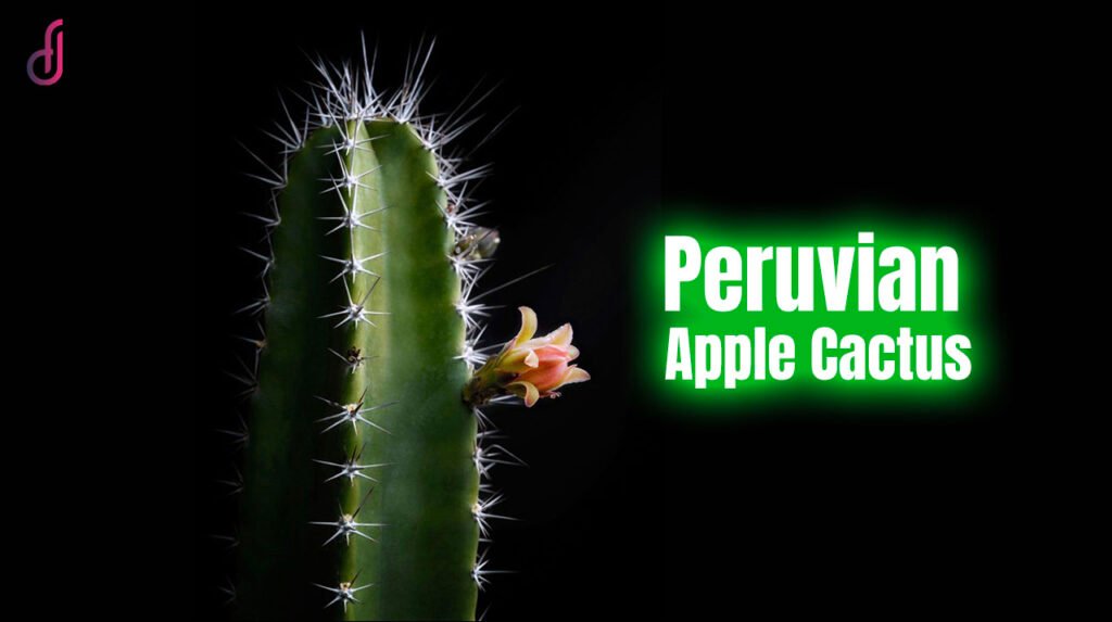 Peruvian Apple Cactus