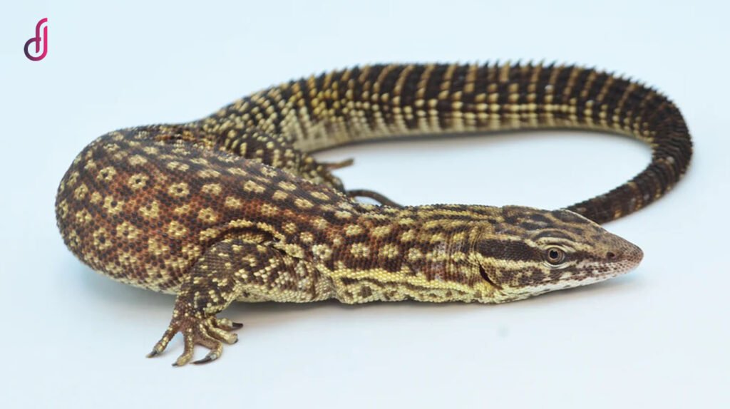 ackie monitor lizard